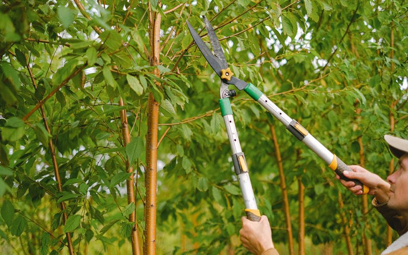 Tree trimming in Tuscola, IL